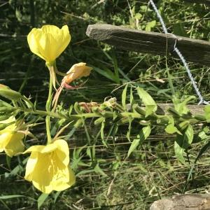 - Oenothera glazioviana Micheli [1875]