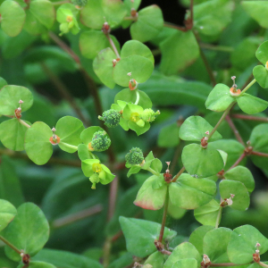Photographie n°2572859 du taxon Euphorbia stricta L. [1759]