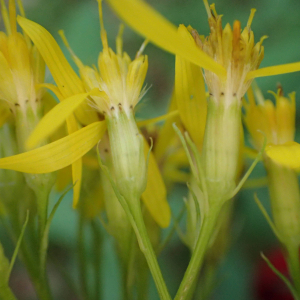 Photographie n°2572885 du taxon Senecio ovatus (P.Gaertn., B.Mey. & Scherb.) Willd.