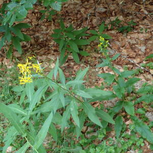 Photographie n°2572888 du taxon Senecio ovatus (P.Gaertn., B.Mey. & Scherb.) Willd.