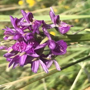 Photographie n°2572891 du taxon Dactylorhiza majalis (Rchb.) P.F.Hunt & Summerh. [1965]