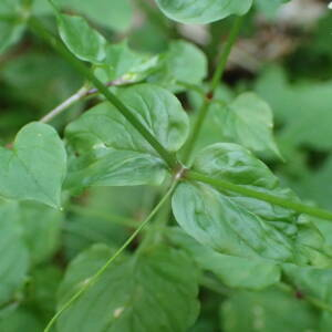 Photographie n°2572895 du taxon Stellaria nemorum subsp. montana (Pierrat) Berher