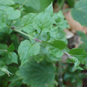 Photographie n°2572896 du taxon Stellaria nemorum subsp. montana (Pierrat) Berher