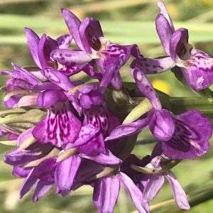 Photographie n°2572898 du taxon Dactylorhiza majalis (Rchb.) P.F.Hunt & Summerh. [1965]