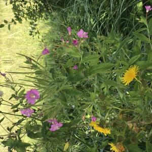 Photographie n°2572900 du taxon Epilobium hirsutum L.