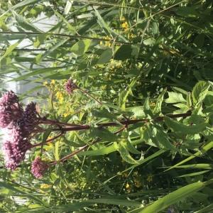  - Eupatorium cannabinum L.