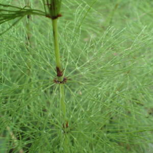 Photographie n°2572940 du taxon Equisetum sylvaticum L.