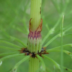 Photographie n°2572941 du taxon Equisetum sylvaticum L.