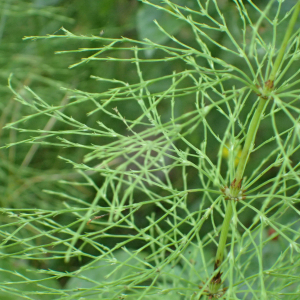 Photographie n°2572942 du taxon Equisetum sylvaticum L.