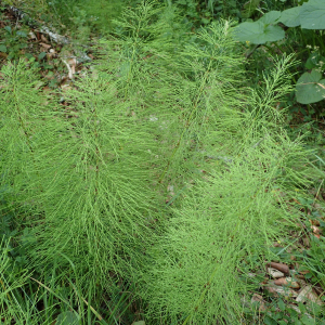 Photographie n°2572943 du taxon Equisetum sylvaticum L.