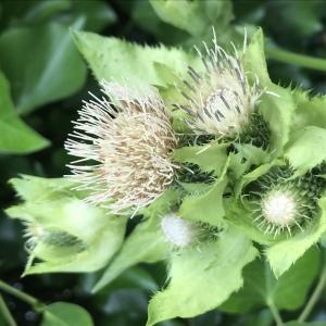 Photographie n°2572944 du taxon Cirsium oleraceum (L.) Scop.