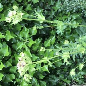 Photographie n°2572946 du taxon Cirsium oleraceum (L.) Scop.