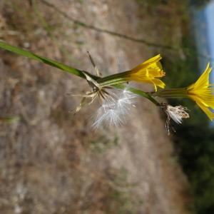 Photographie n°2572982 du taxon Chondrilla juncea L. [1753]