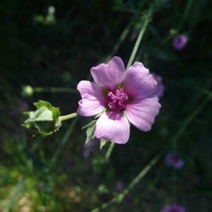 Photographie n°2572992 du taxon Althaea cannabina L. [1753]