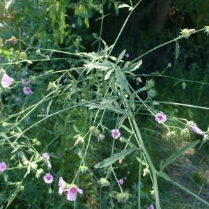 Photographie n°2572997 du taxon Althaea cannabina L. [1753]