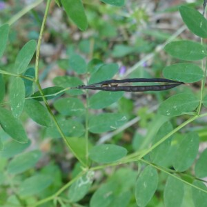 Photographie n°2573040 du taxon Lathyrus niger (L.) Bernh. [1800]