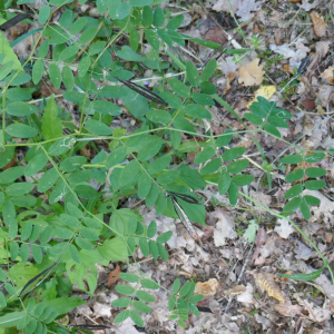 Photographie n°2573041 du taxon Lathyrus niger (L.) Bernh. [1800]