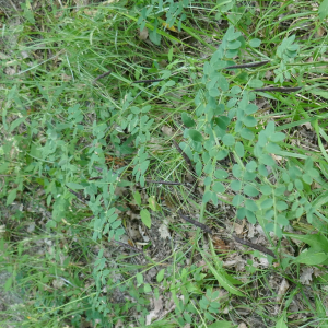 Photographie n°2573042 du taxon Lathyrus niger (L.) Bernh. [1800]