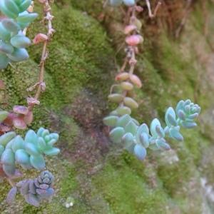 Photographie n°2573107 du taxon Sedum dasyphyllum L. [1753]