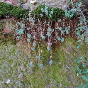 Photographie n°2573108 du taxon Sedum dasyphyllum L. [1753]
