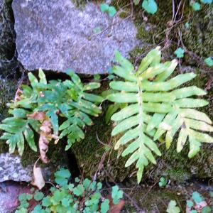 Photographie n°2573120 du taxon Polypodium cambricum L. [1753]