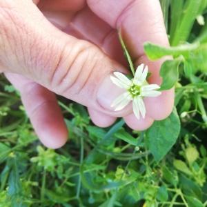 Photographie n°2573142 du taxon Silene baccifera (L.) Roth [1788]