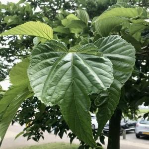  - Morus kagayamae Koidz. [1915]