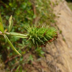 Photographie n°2573189 du taxon Trifolium alexandrinum L. [1755]