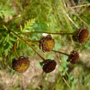 Photographie n°2573196 du taxon Tanacetum corymbosum (L.) Sch.Bip. [1844]