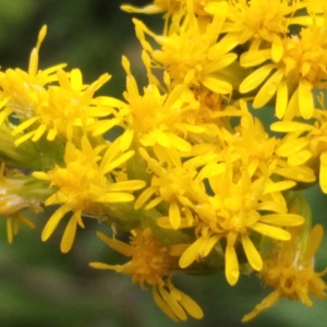 Photographie n°2573215 du taxon Solidago canadensis L. [1753]