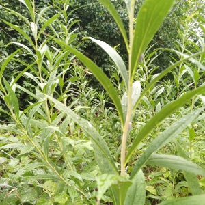 Photographie n°2573216 du taxon Solidago canadensis L. [1753]