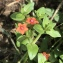  Sann - Lysimachia arvensis (L.) U.Manns & Anderb.