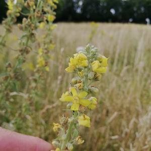 Photographie n°2573286 du taxon Verbascum lychnitis L. [1753]