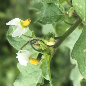Photographie n°2573340 du taxon Solanum nigrum L.