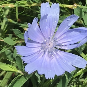 Photographie n°2573346 du taxon Cichorium intybus L.