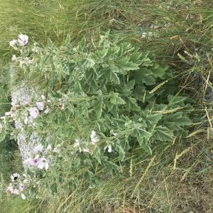 Photographie n°2573370 du taxon Althaea officinalis L.