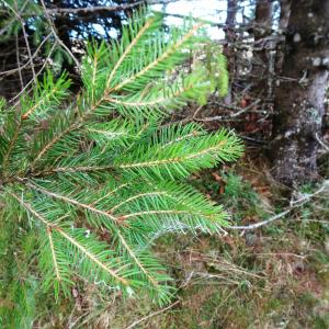 Photographie n°2573441 du taxon Picea abies (L.) H.Karst. [1881]