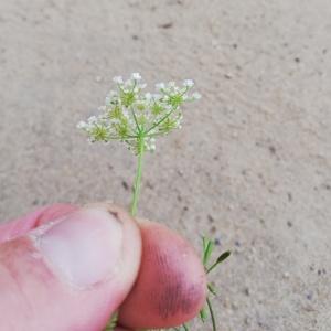 Photographie n°2573456 du taxon Chaerophyllum temulum L. [1753]