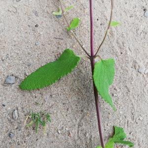 Photographie n°2573467 du taxon Teucrium scorodonia L. [1753]