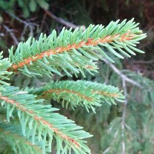 Photographie n°2573472 du taxon Picea abies (L.) H.Karst. [1881]