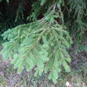 Photographie n°2573473 du taxon Picea abies (L.) H.Karst. [1881]