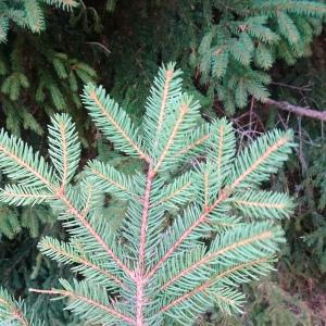 Photographie n°2573474 du taxon Picea abies (L.) H.Karst. [1881]