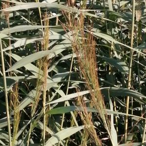 Photographie n°2573527 du taxon Phragmites australis (Cav.) Trin. ex Steud. [1840]