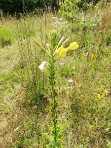 Nolwen, le 14 juillet 2023 (Beaufay (La gouderie ))