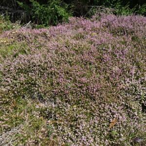 Photographie n°2573583 du taxon Calluna vulgaris (L.) Hull [1808]