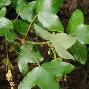 Photographie n°2573625 du taxon Acer monspessulanum L.