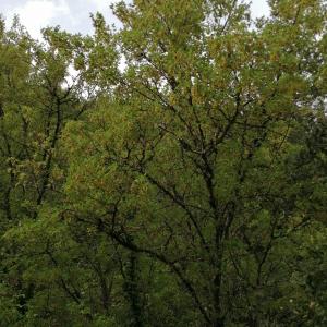Photographie n°2573627 du taxon Acer monspessulanum L.