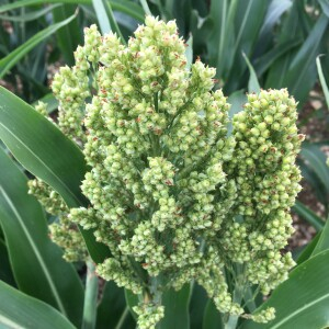 Photographie n°2573635 du taxon Sorghum bicolor (L.) Moench [1794]