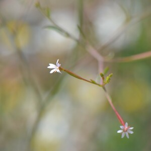 Photographie n°2573638 du taxon Epilobium brachycarpum C.Presl [1831]