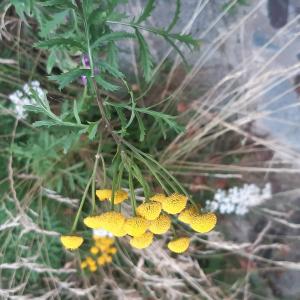 Photographie n°2573645 du taxon Tanacetum vulgare L.